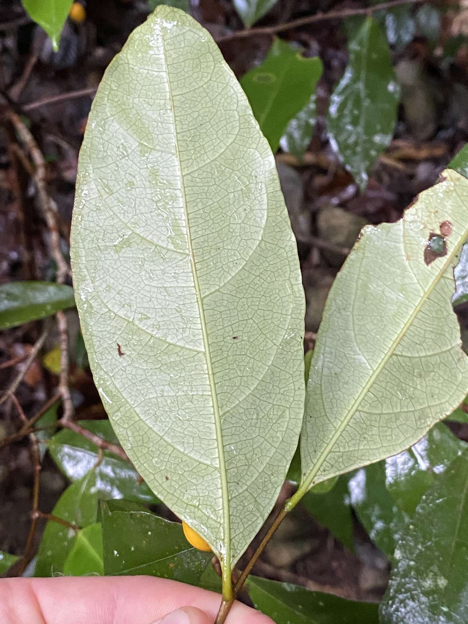 Image of Dichapetalum papuanum (Becc.) Boerl.