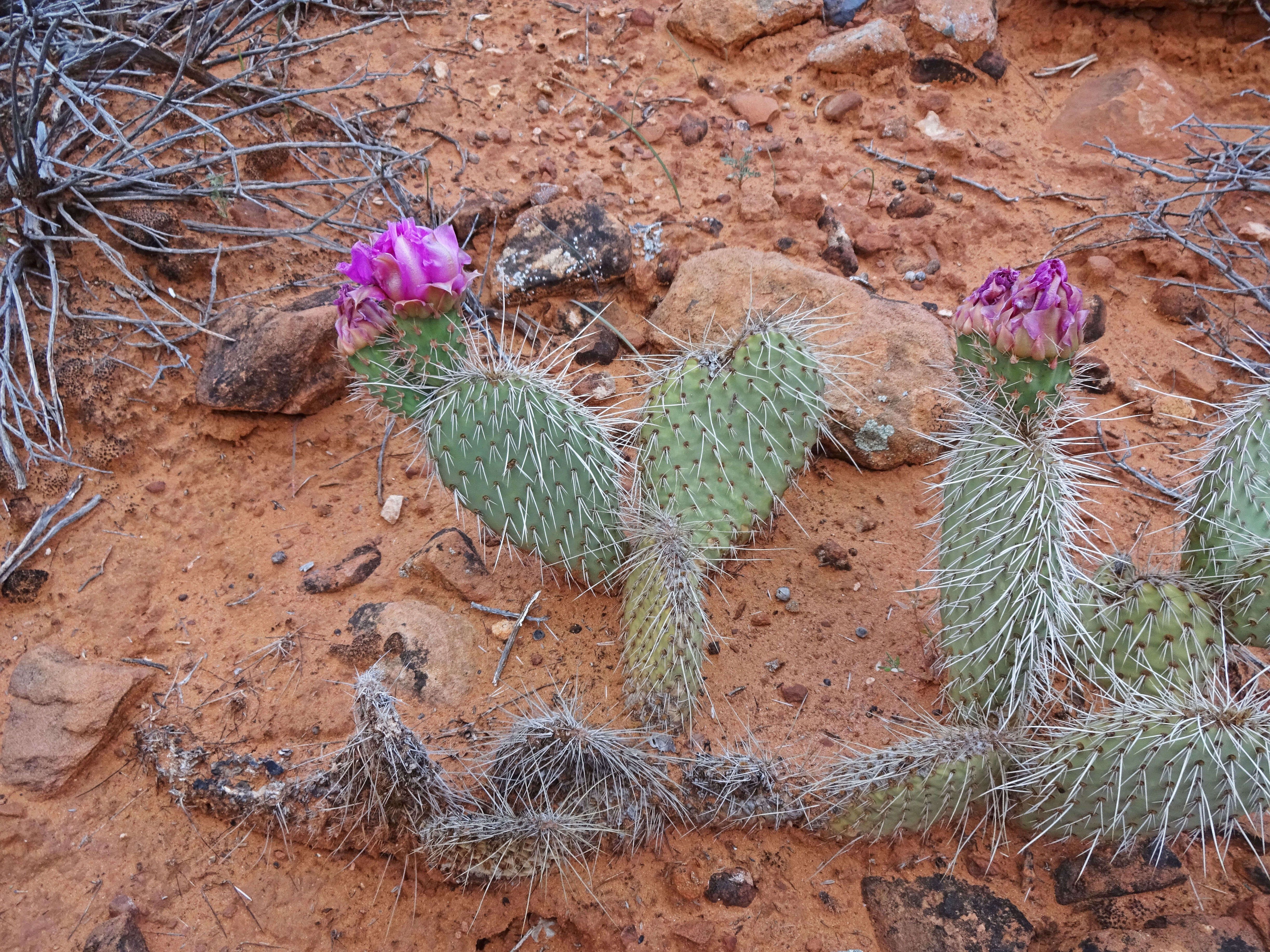 Image of Panhandle Prickly-pear