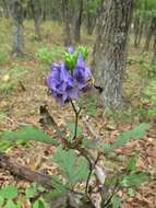 Image of Aconitum jaluense subsp. taigicola (Vorosh.) V. N. Voroshilov