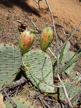 Image of Grassland Pricklypear