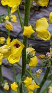 Image de Verbascum dentifolium Del.