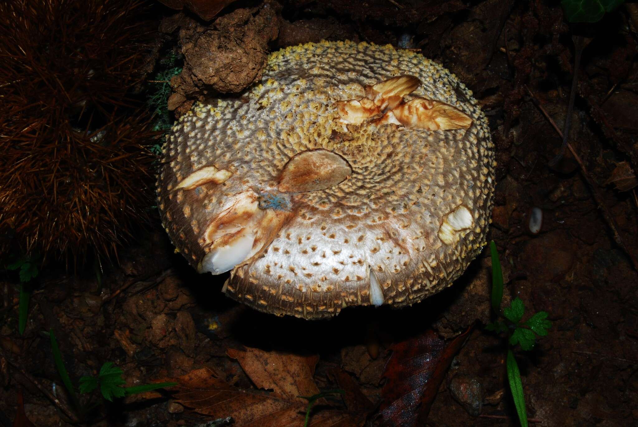 Image of Yellow spotted amanita