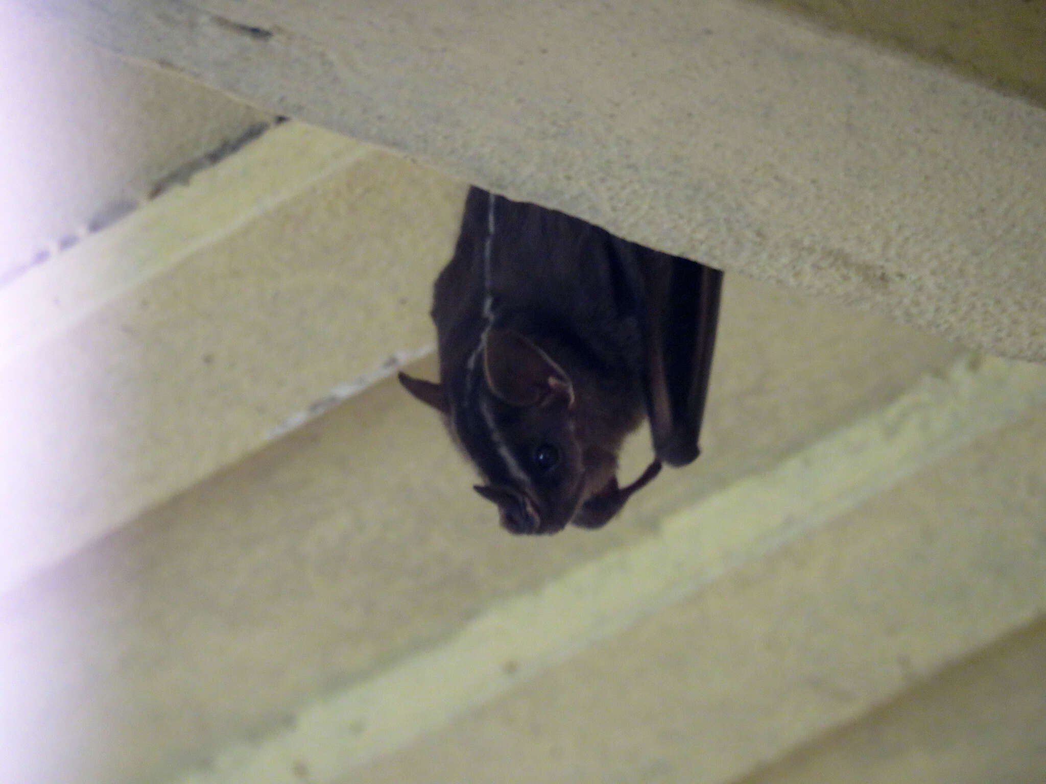 Image of white-lined broad-nosed bat