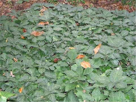 Image of Allegheny-spurge