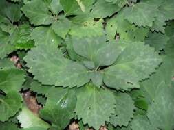 Image of Allegheny-spurge