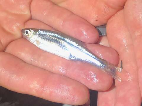 Image of Emerald Shiner