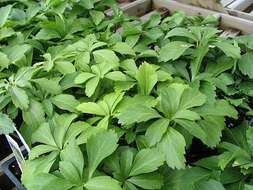 Image of Japanese pachysandra