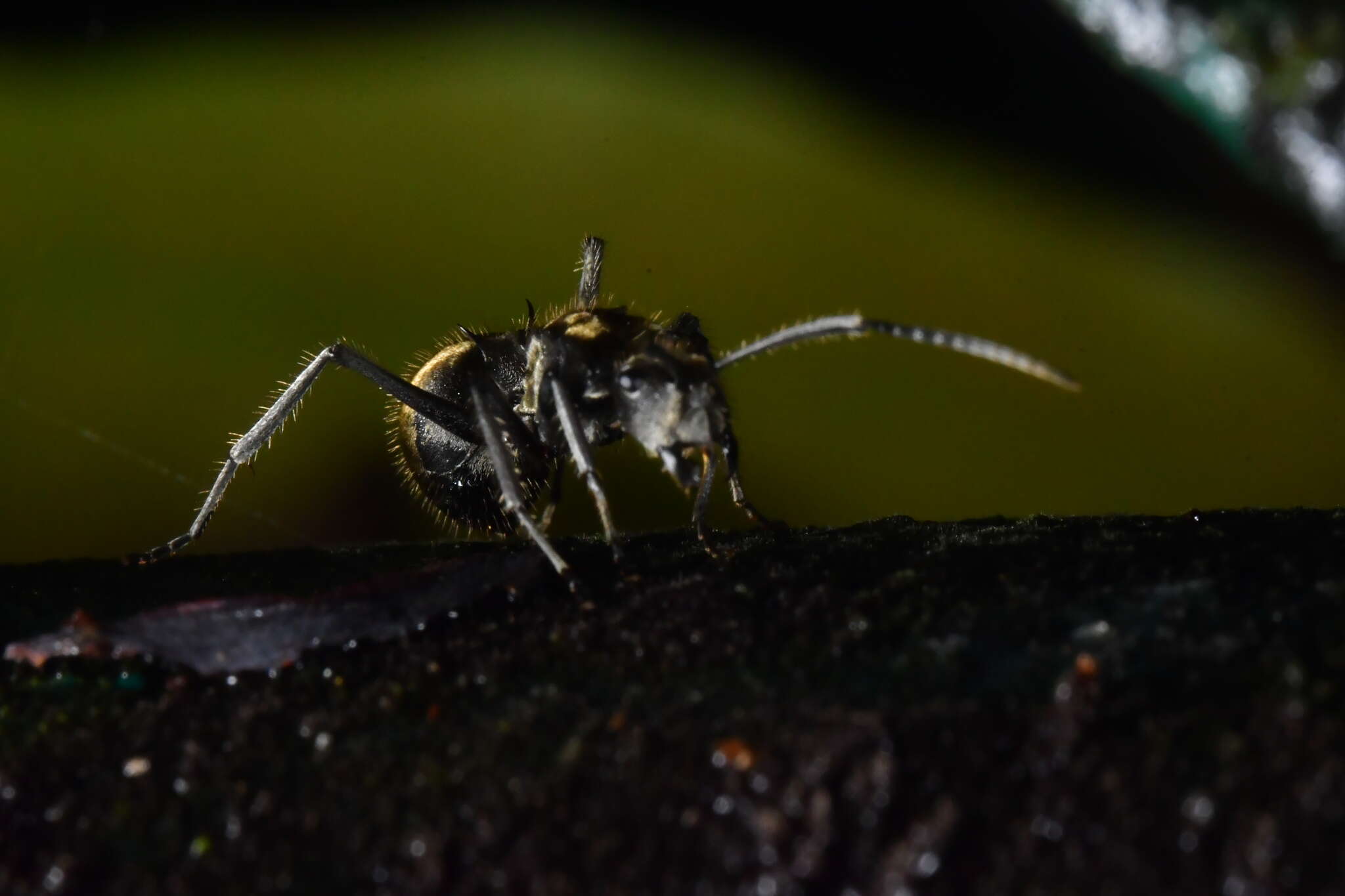 صورة Polyrhachis proxima Roger 1863