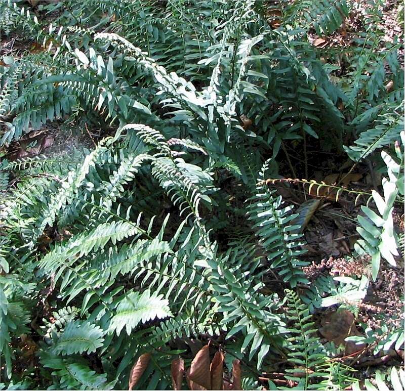 Plancia ëd Polystichum acrostichoides (Michx.) Schott