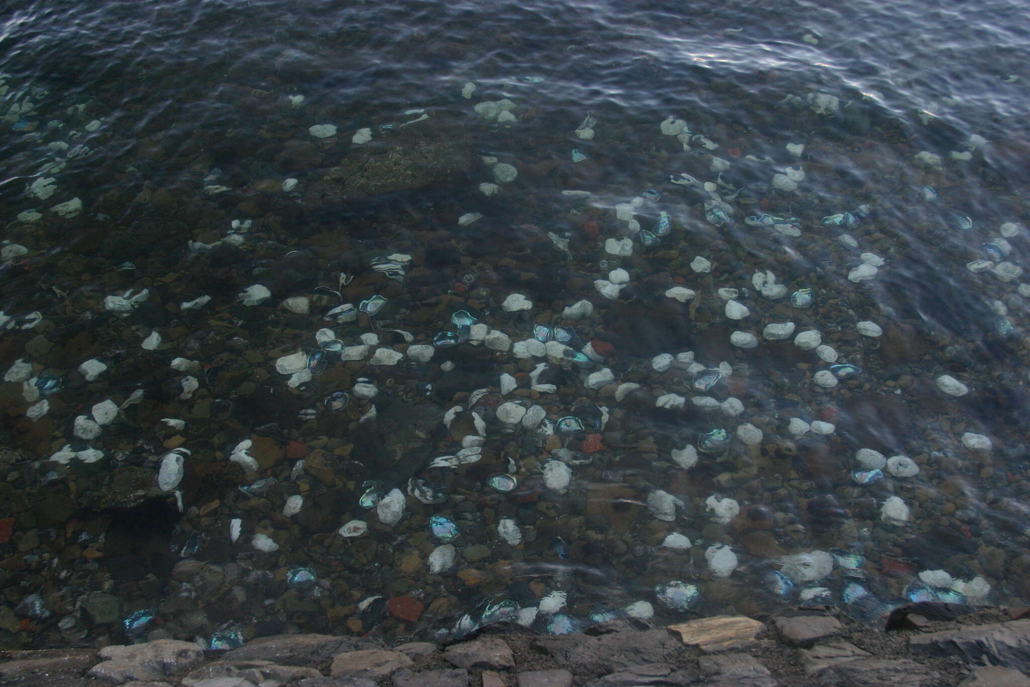 Image of blackfoot paua