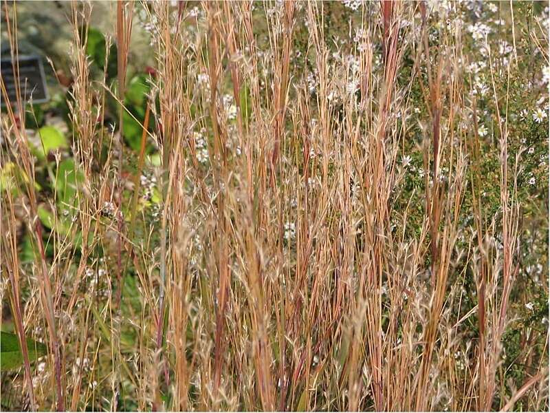 Imagem de Schizachyrium scoparium (Michx.) Nash