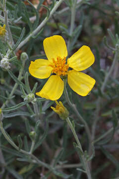 Image of Cooper's paper daisy