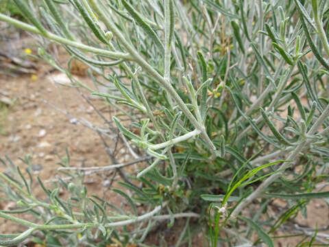 Image of Cooper's paper daisy