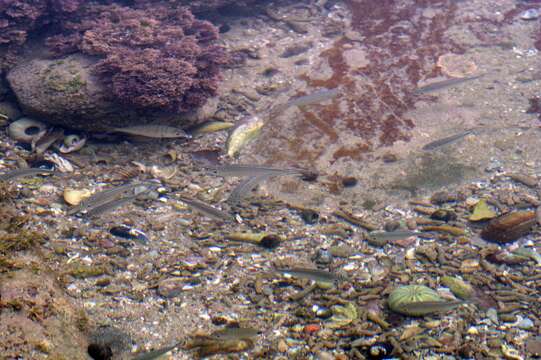 Image of Barred flagtail