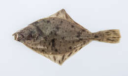 Image of Starry flounders