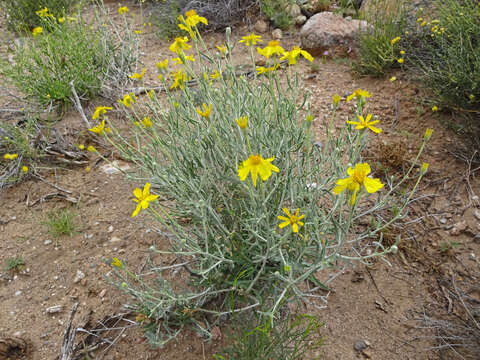 Image of Cooper's paper daisy