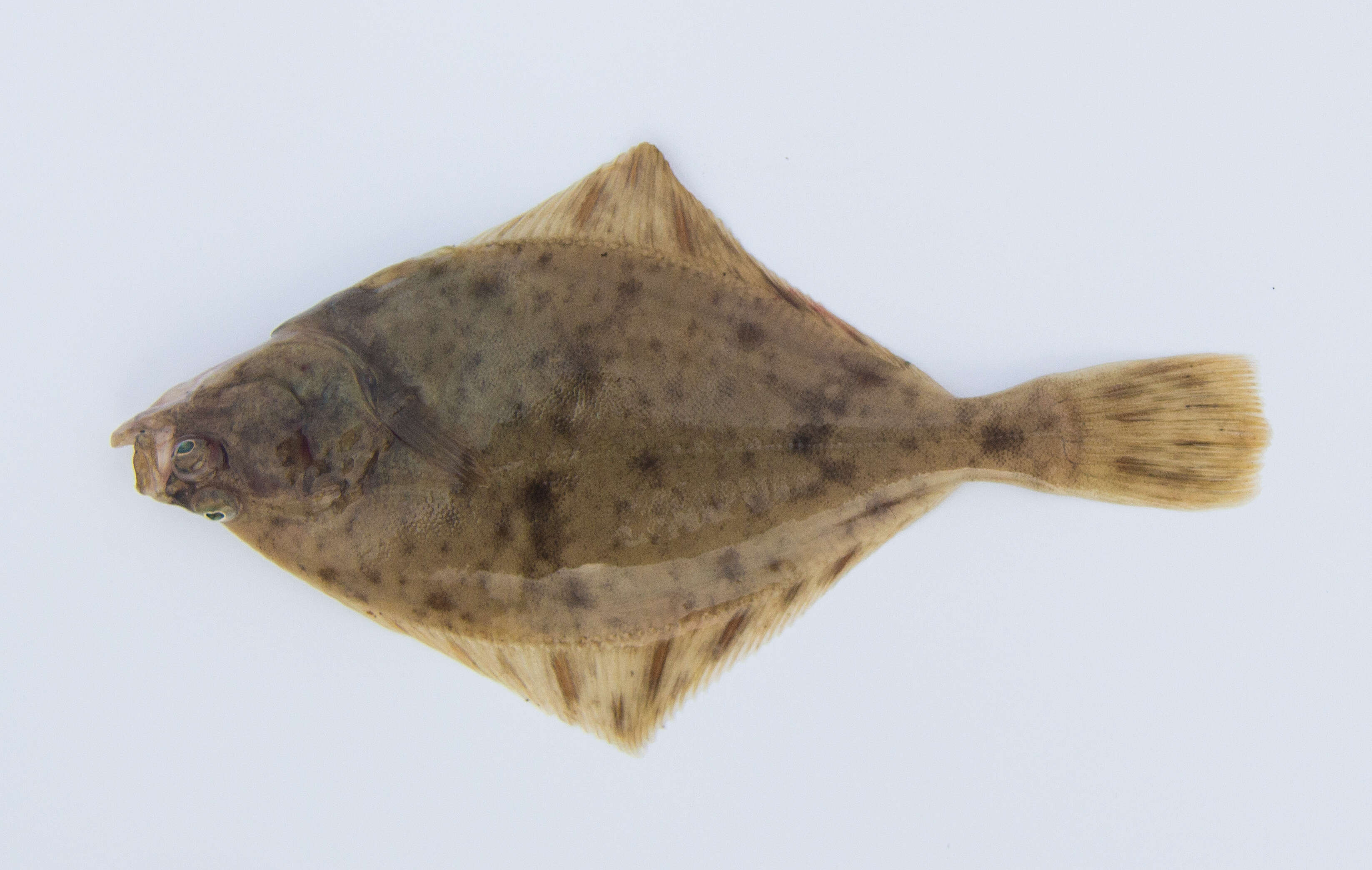 Image of Starry flounders