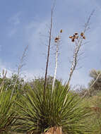 Image of soaptree yucca