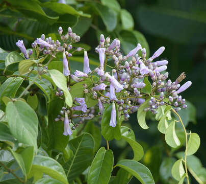 Image of Maripa panamensis Hemsl.