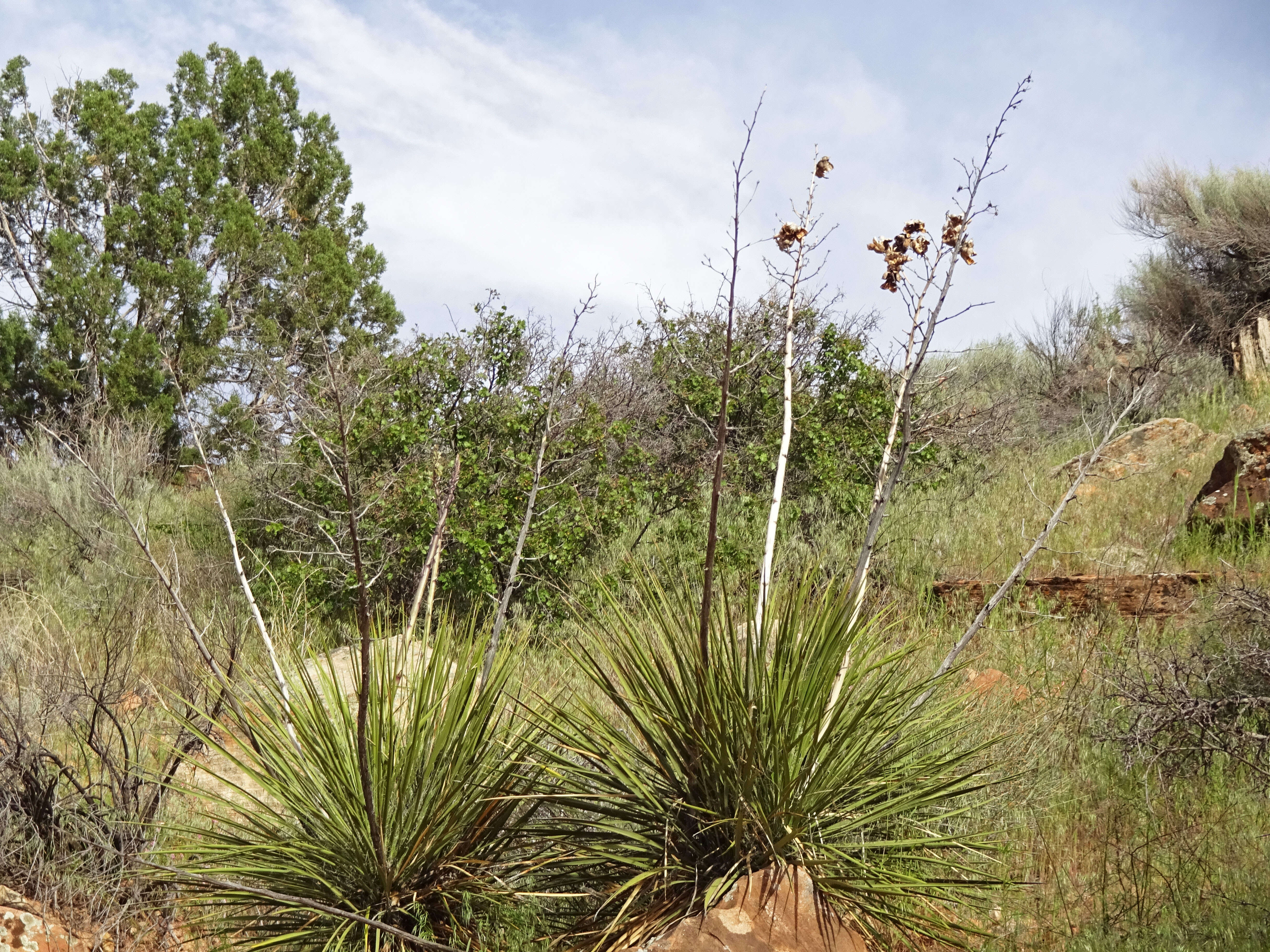 Image of soaptree yucca