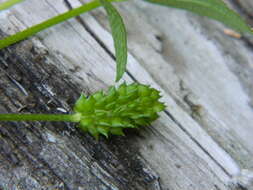 Imagem de Ranunculus pensylvanicus L. fil.