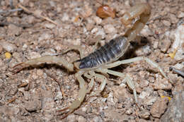 Image of Hadrurus anzaborrego Soleglad, Fet & Lowe 2011