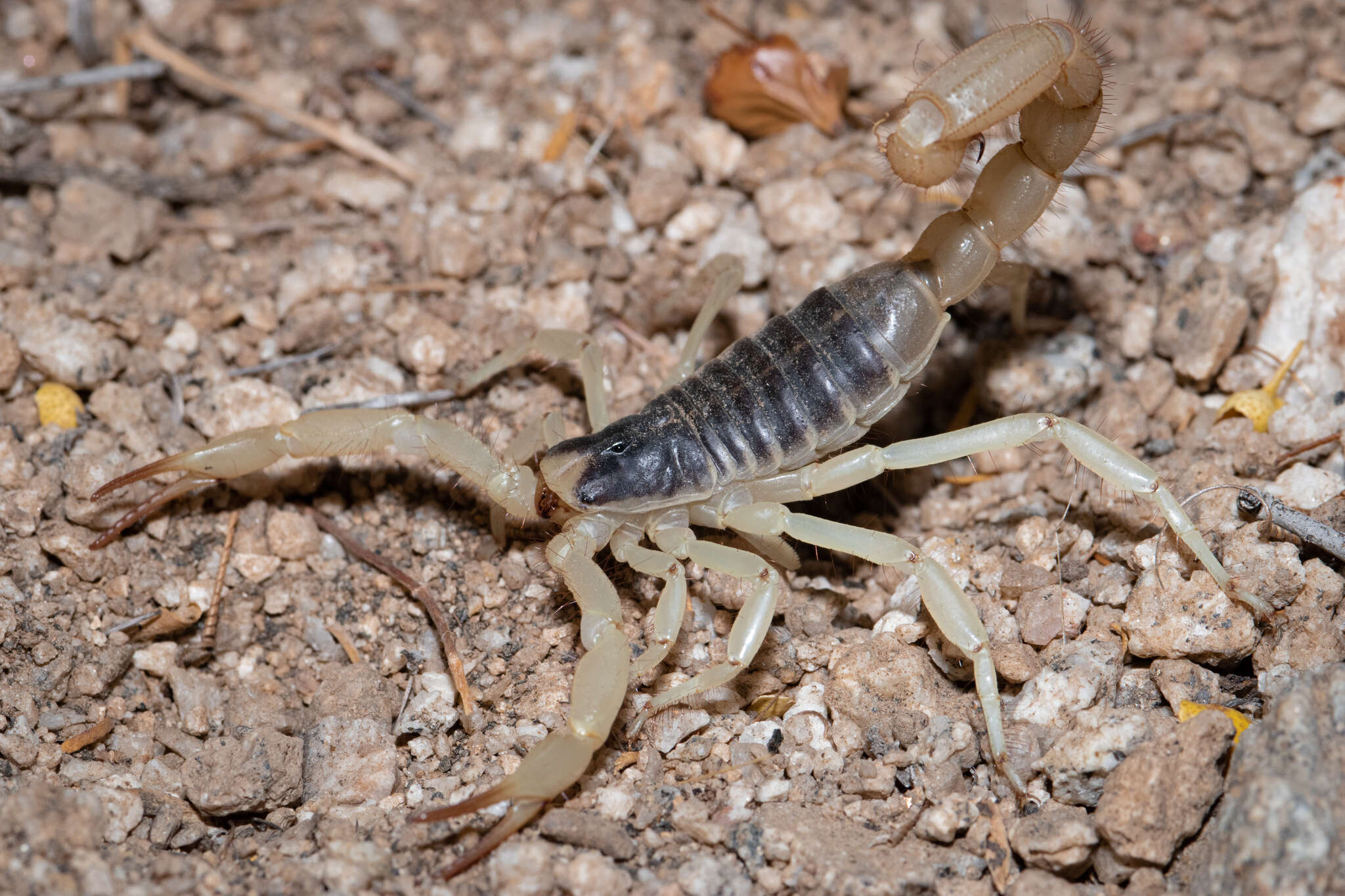 Image of Hadrurus anzaborrego Soleglad, Fet & Lowe 2011