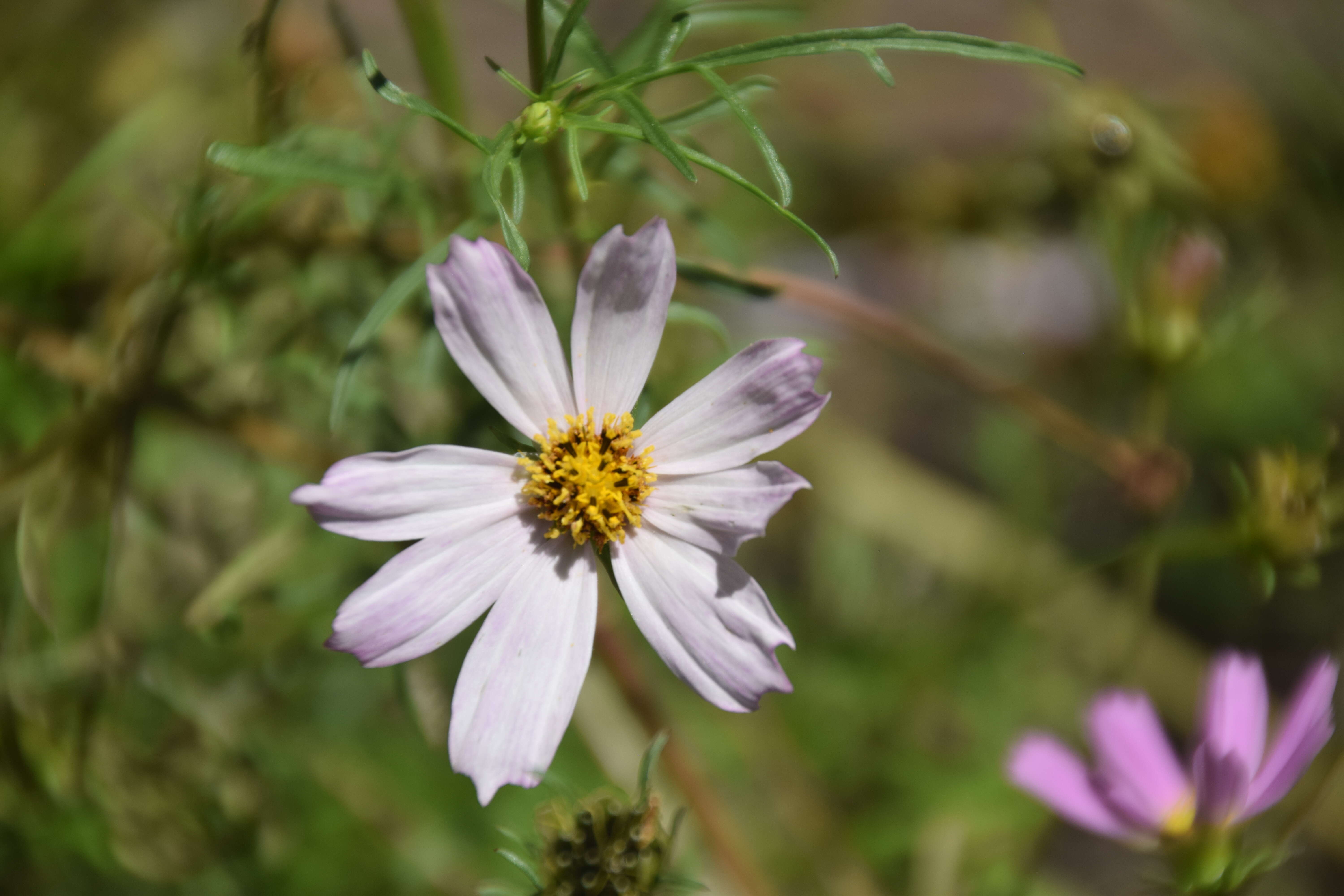 Image of garden cosmos