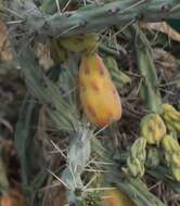 Image of Cylindropuntia imbricata subsp. cardenche