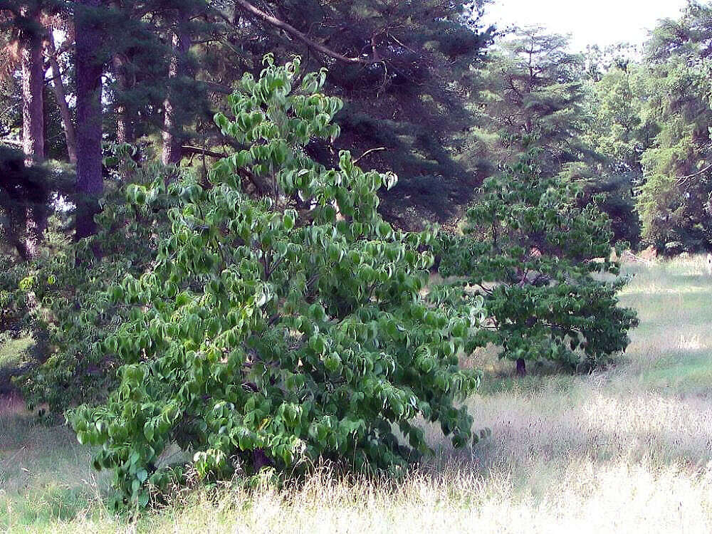 Image of flowering dogwood