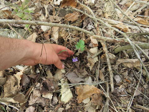 Слика од Viola subsinuata (Greene) Greene