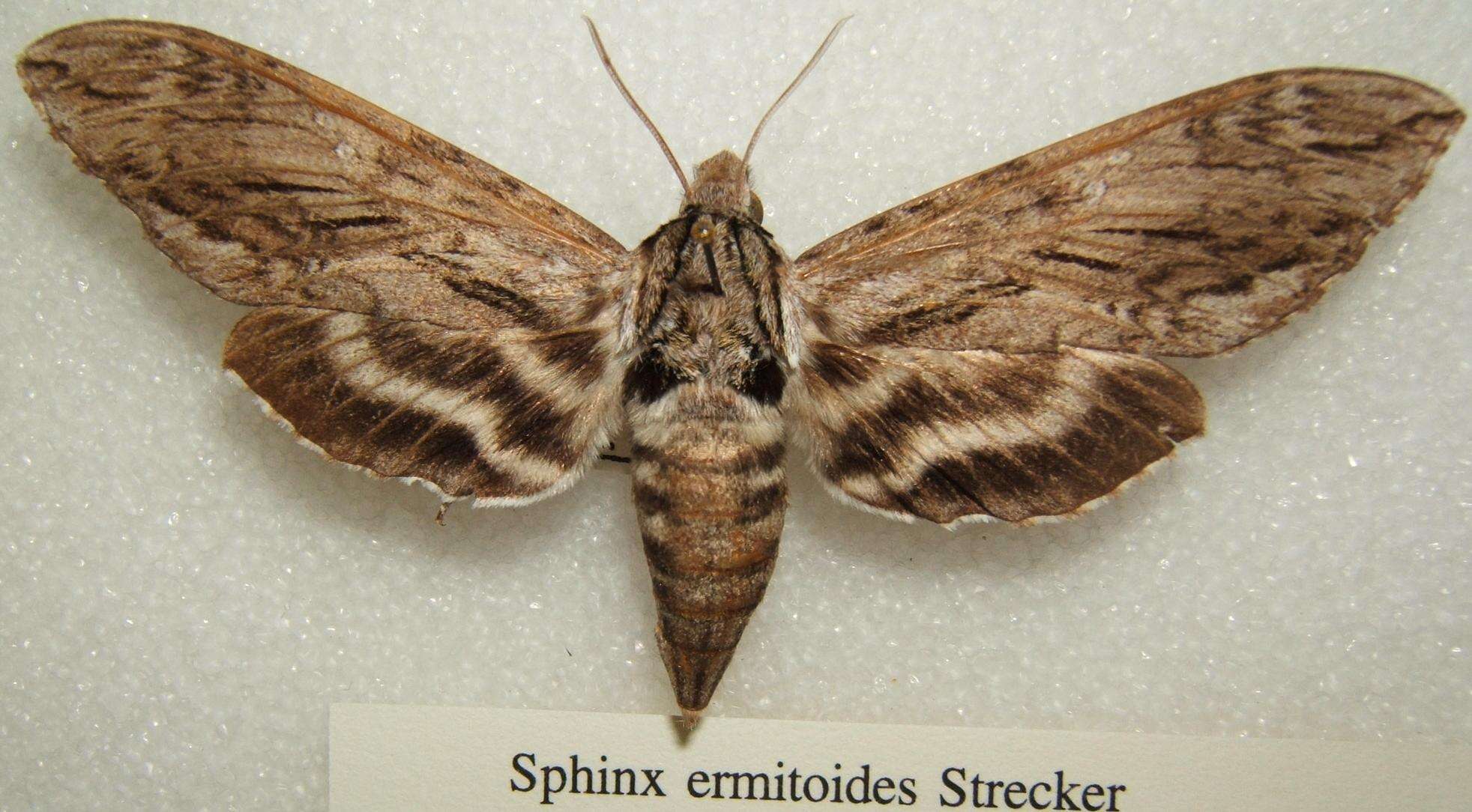 Image of Sage Sphinx