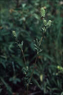 Image of Poteridium occidentale (Nutt. ex Torr. & Gray) Rydb.