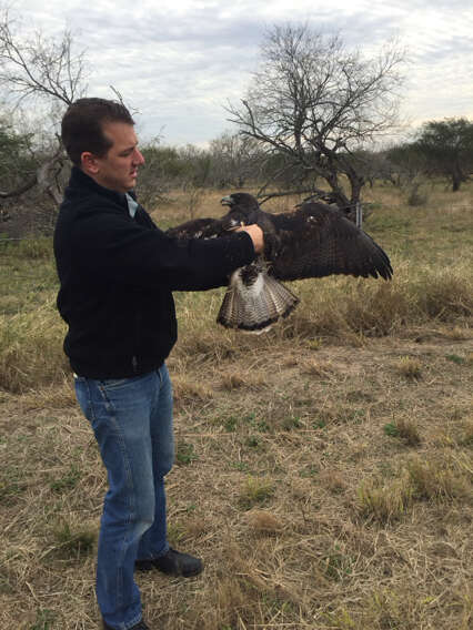 Geranoaetus albicaudatus (Vieillot 1816) resmi