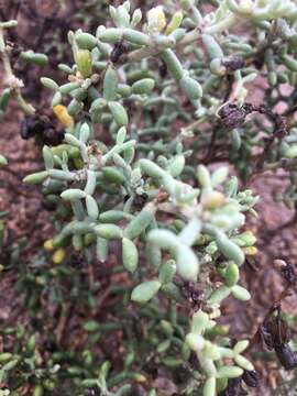 Image of Tetraena gaetula (Emb. & Maire) Beier & Thulin