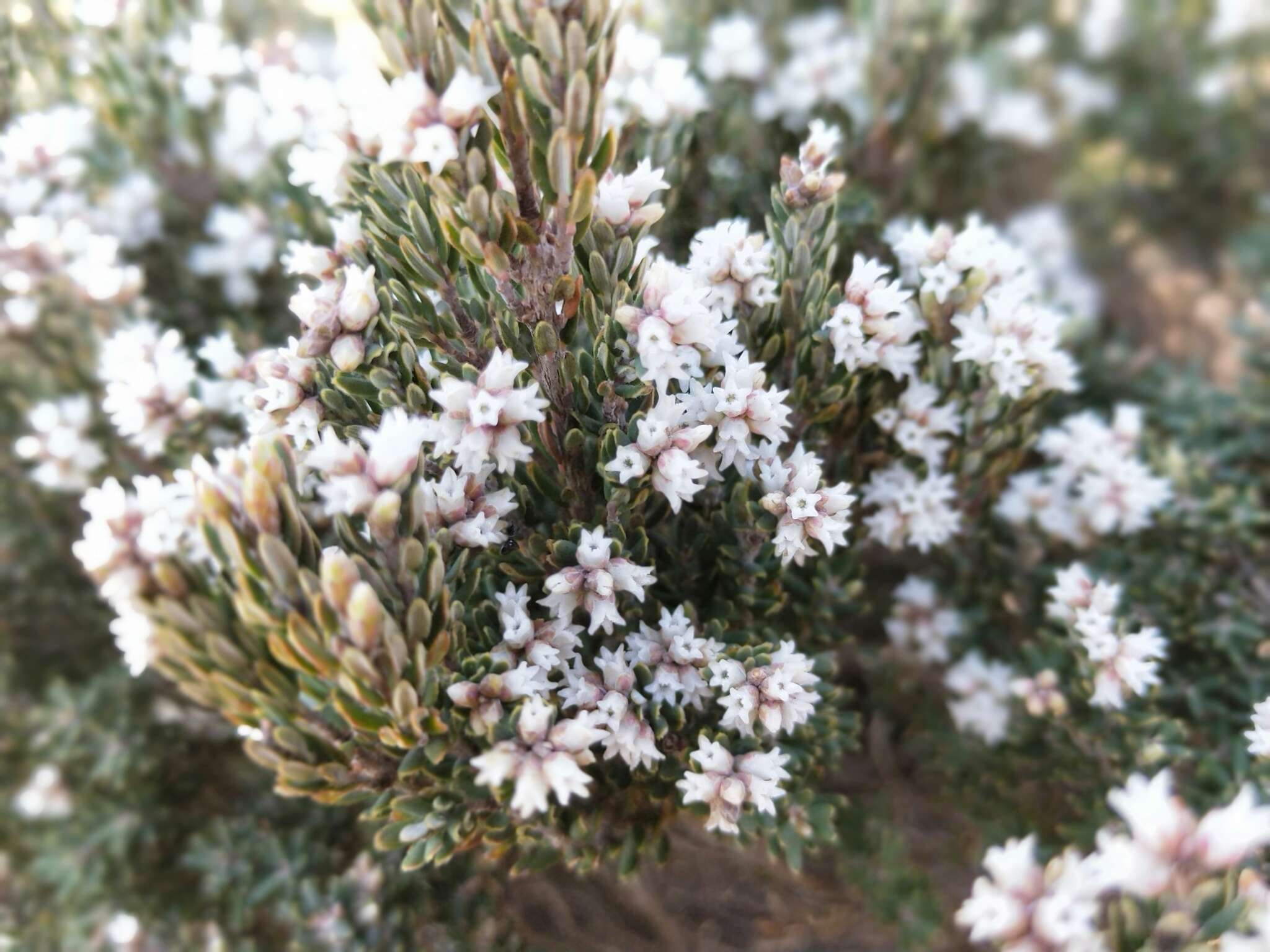 Image of Acrothamnus montanus (R. Br.) Quinn