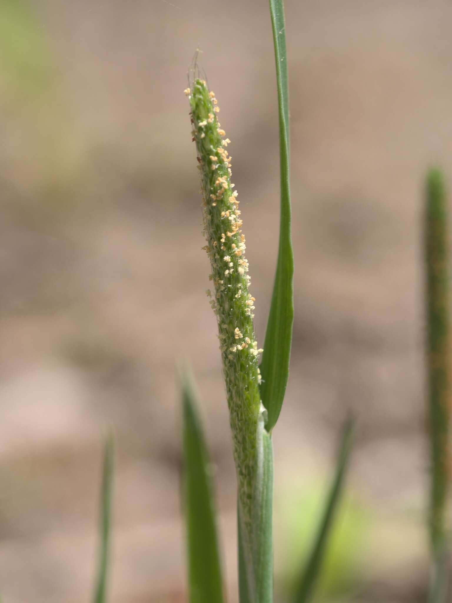 Image of Carolina foxtail