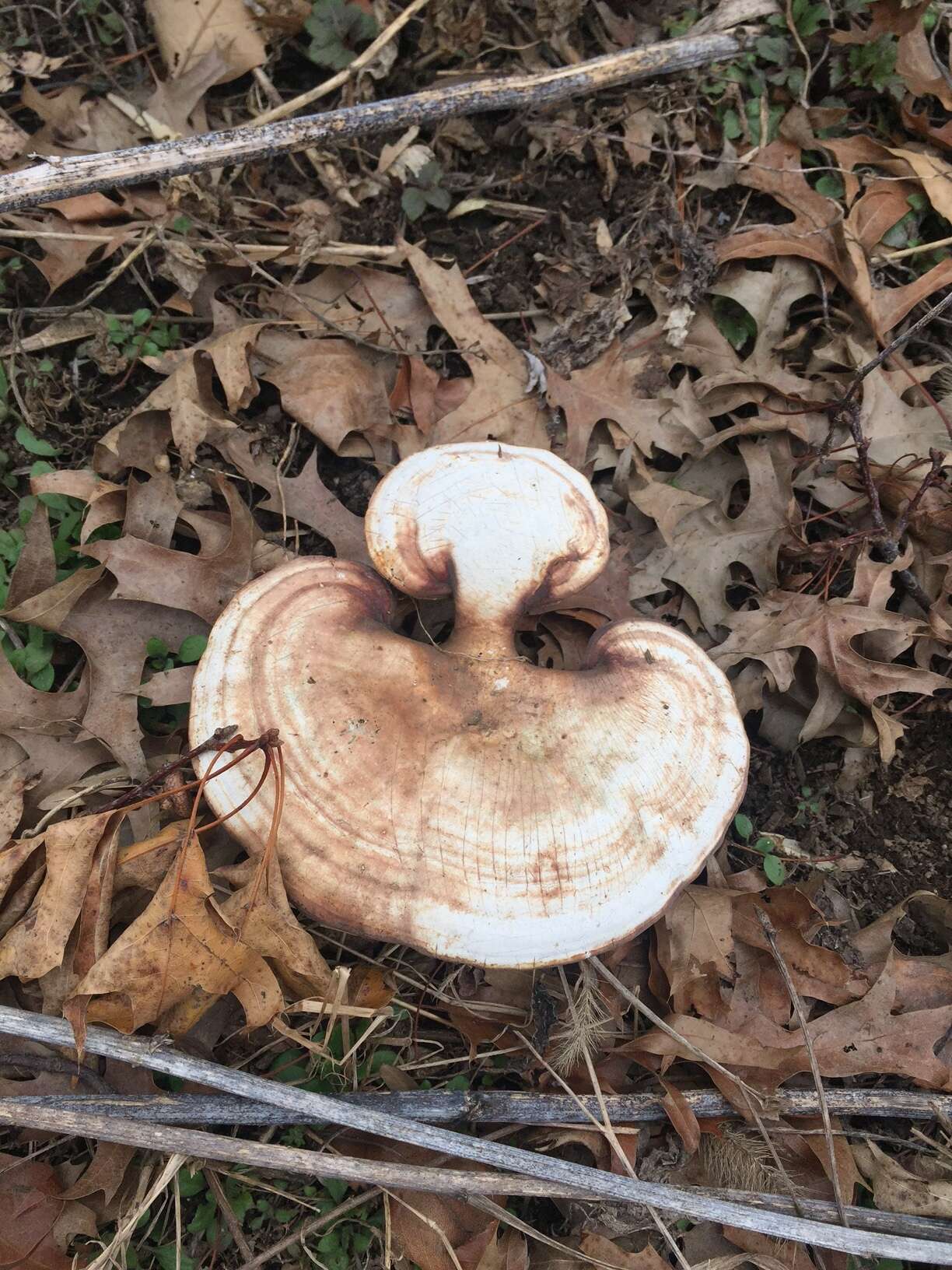 Image of Ganoderma curtisii (Berk.) Murrill 1908