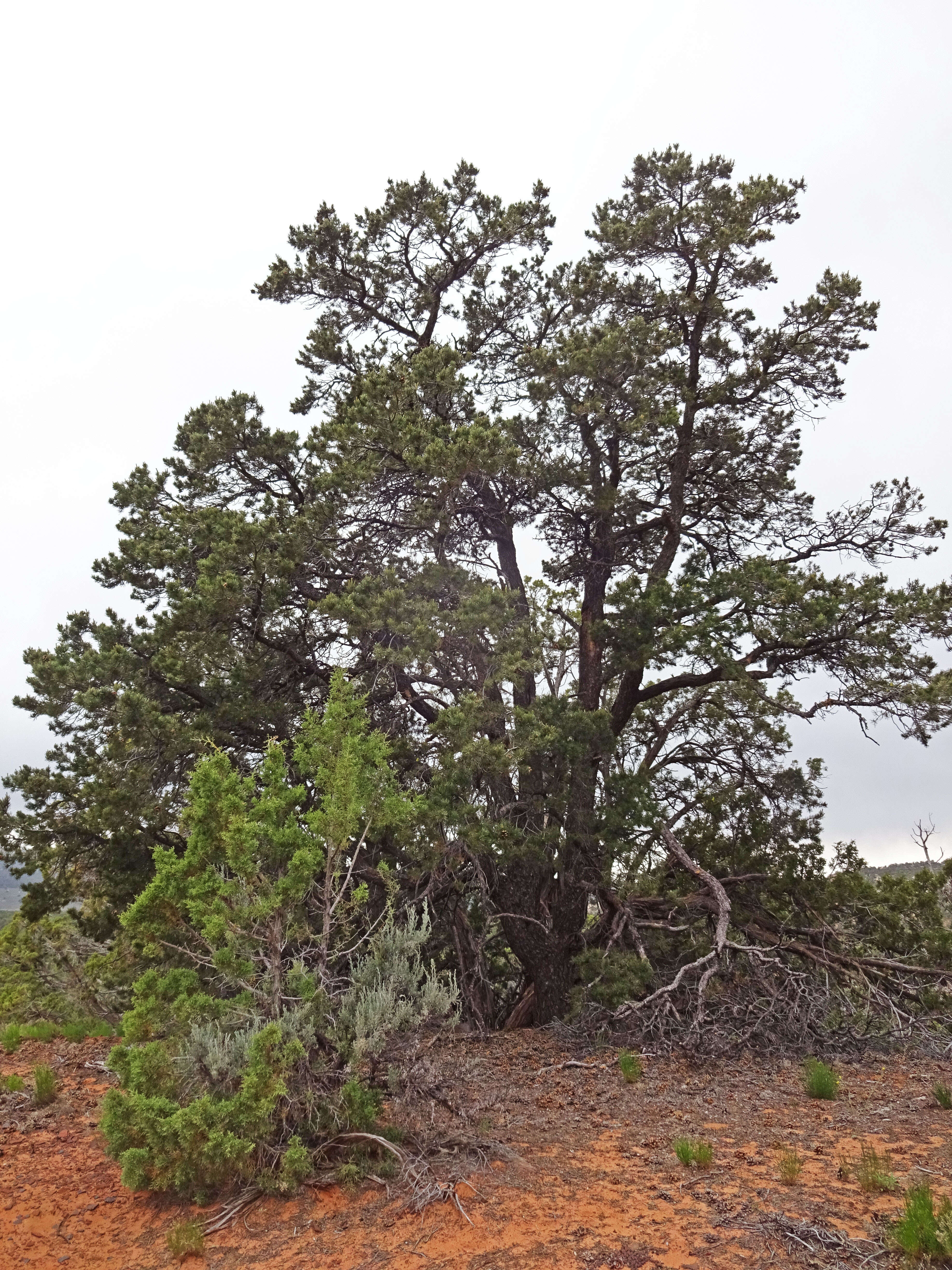 Image of Colorado Pinyon