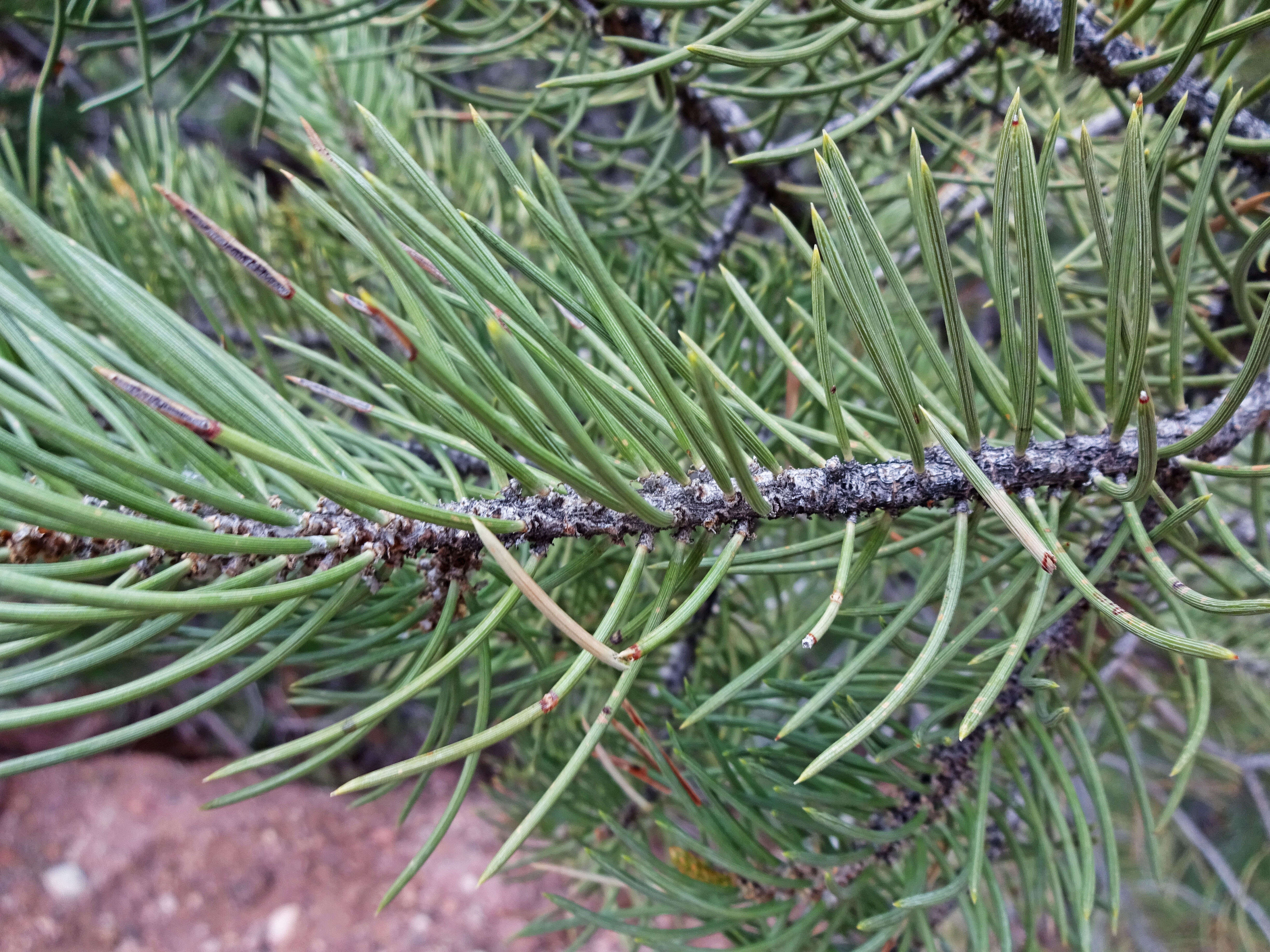 Image of singleleaf pinyon