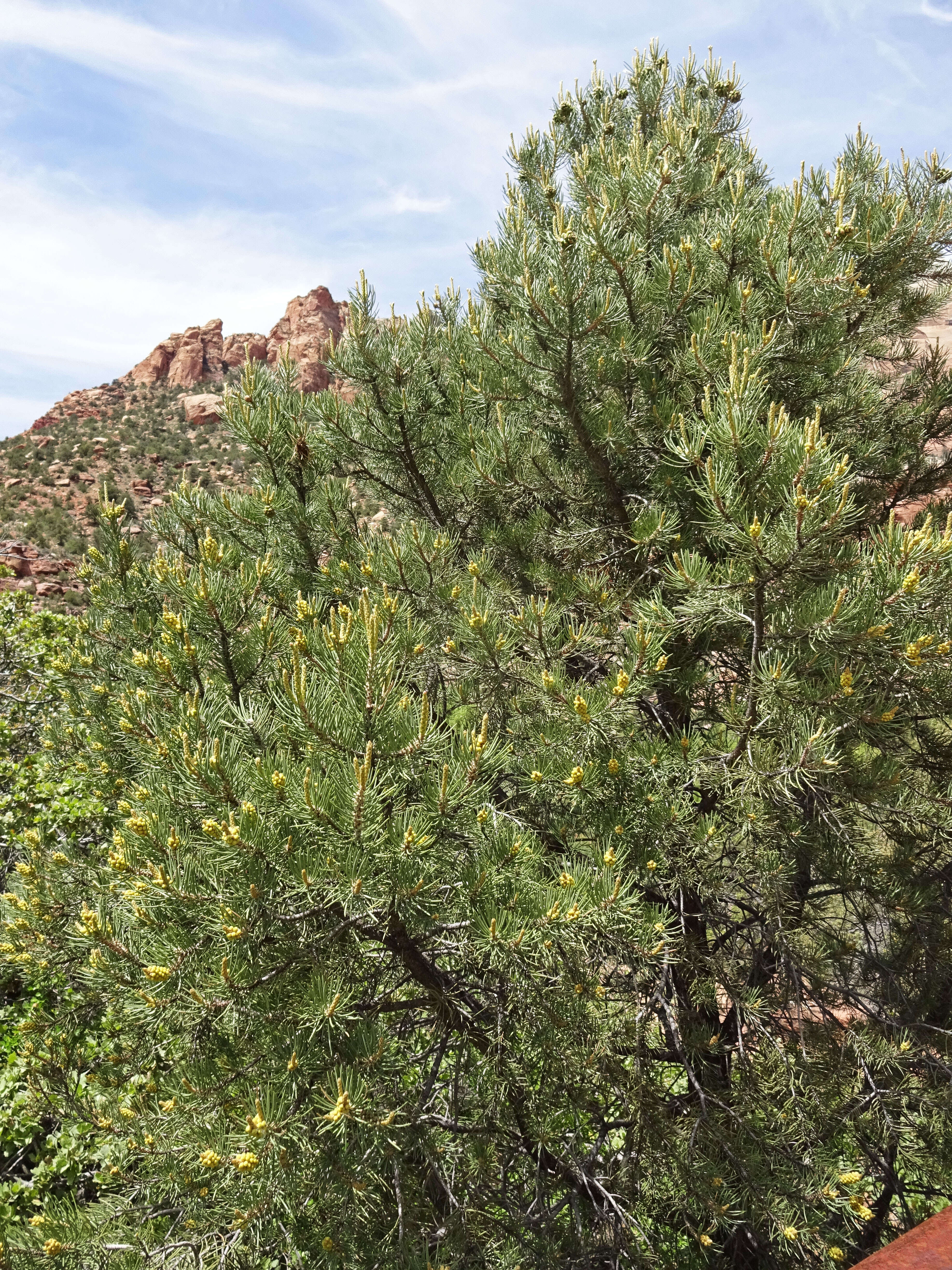 Image of singleleaf pinyon