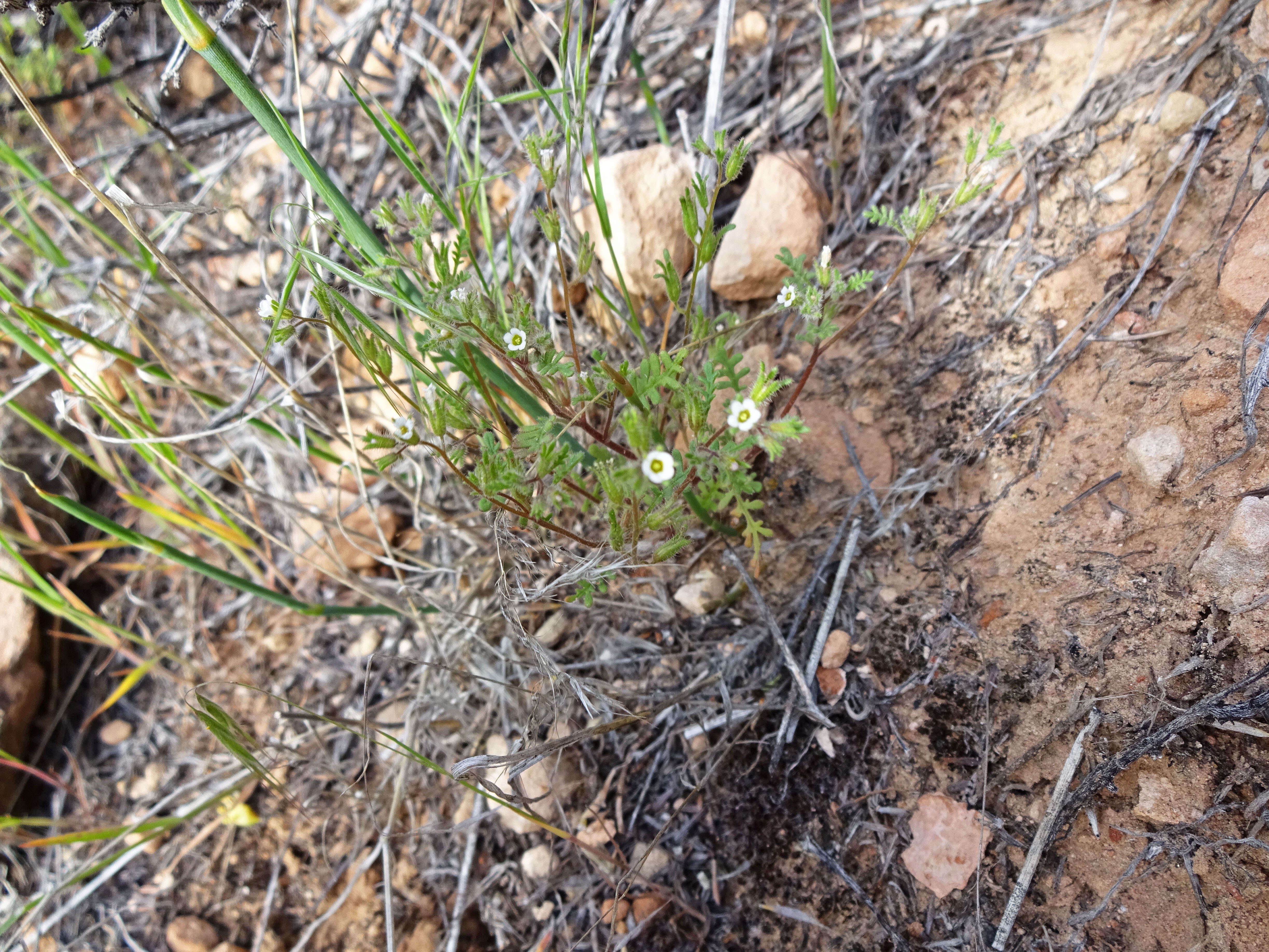 Image de Phacelia ivesiana Torr.