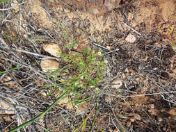 Image de Phacelia ivesiana Torr.