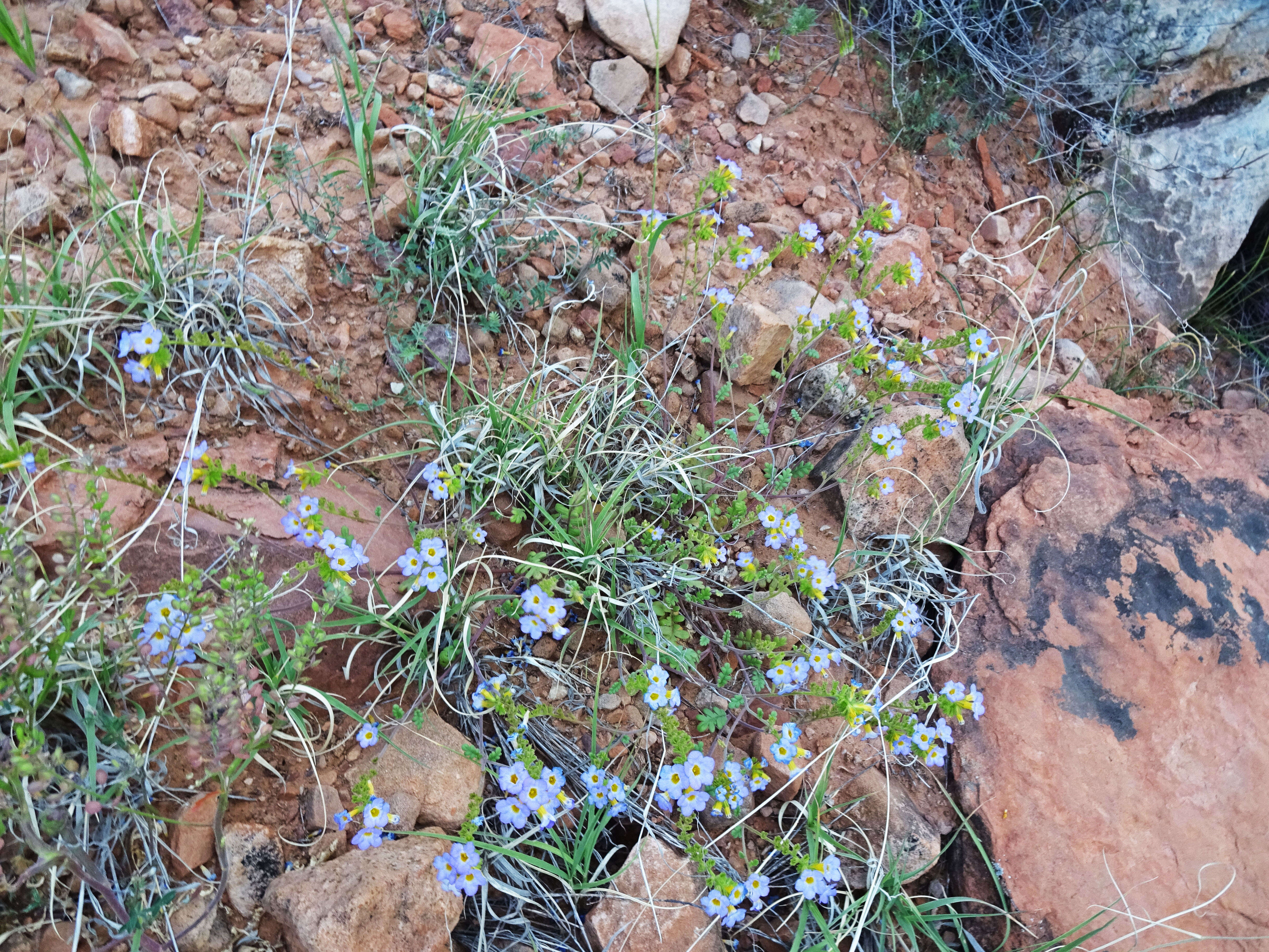 Image of Fremont's phacelia