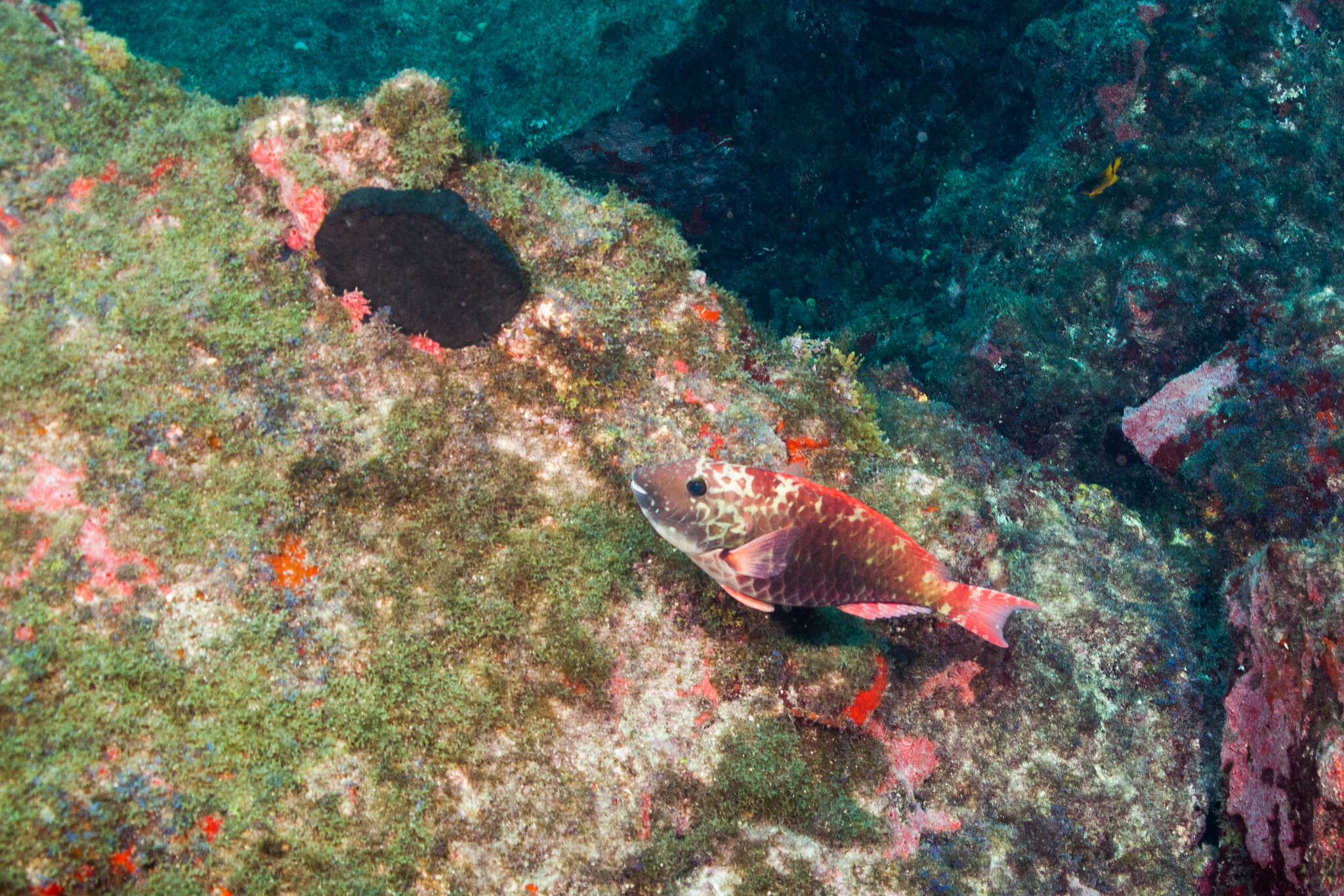 Image of Agassiz&#39;s parrotfish