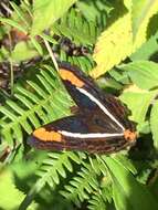 Image of Adelpha donysa