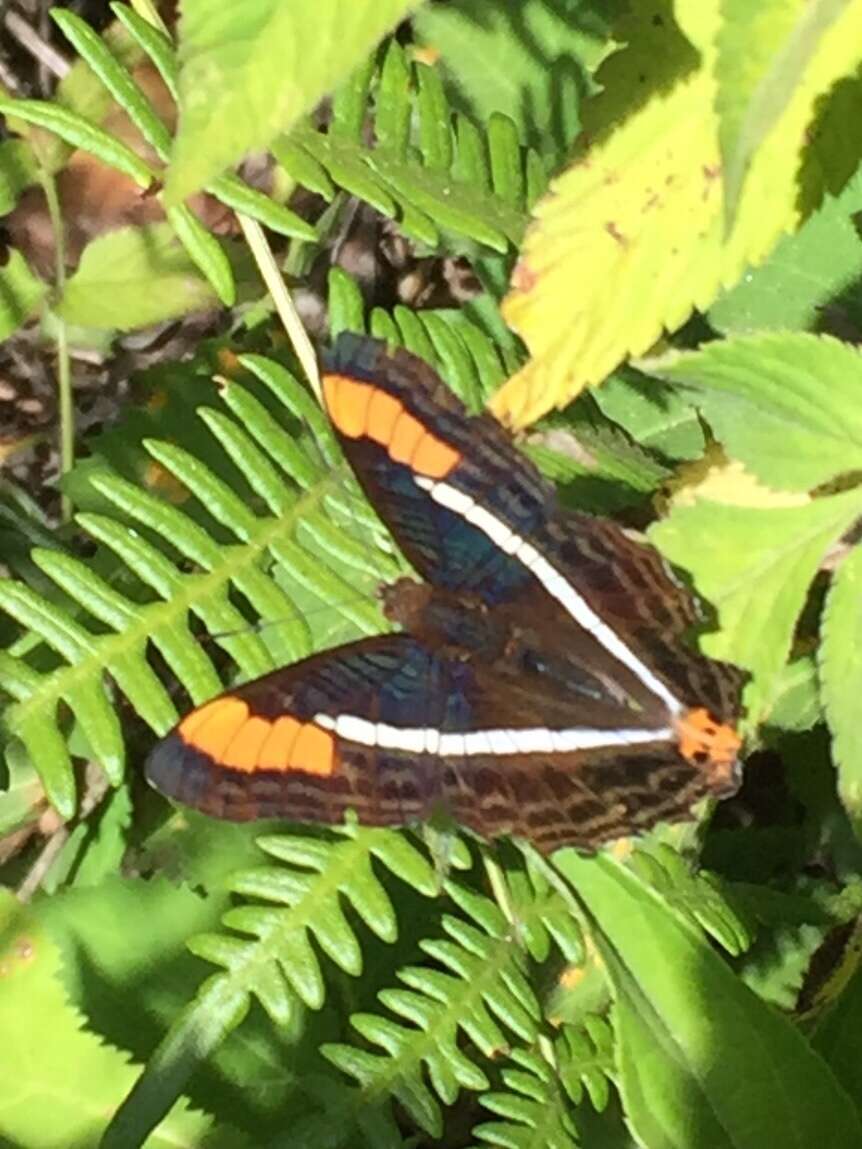 Image of Adelpha donysa