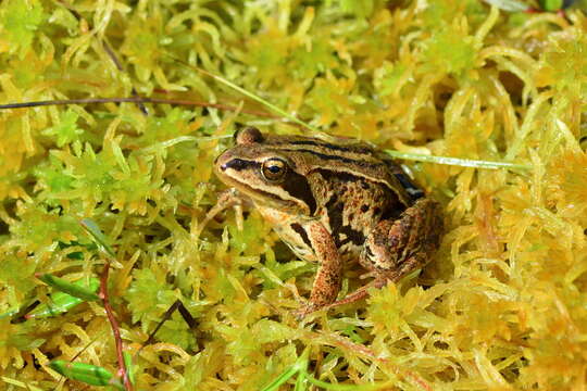 Image of Amur Brown Frog