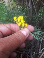 Image of Lebeckia plukenetiana E. Mey.