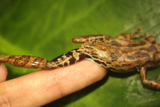 Image of Scinax tropicalia